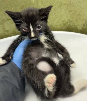 LOUIE -  Domestic Short Hair Cat for Adoption in Riverside, California - LOUIE | PetCurious