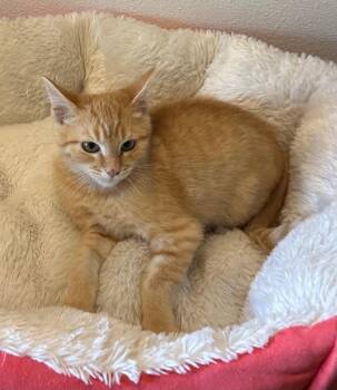 Pizookie -  Tabby Cat for Adoption in Newberg, Oregon - Pizookie | PetCurious