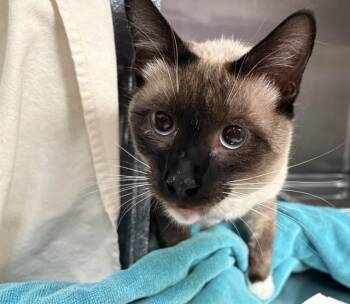 POGO -  Domestic Short Hair Cat for Adoption in Pueblo, Colorado - POGO | PetCurious
