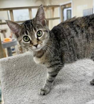 Gypsy -  Domestic Short Hair Cat for Adoption in Medina, Ohio - Gypsy | PetCurious