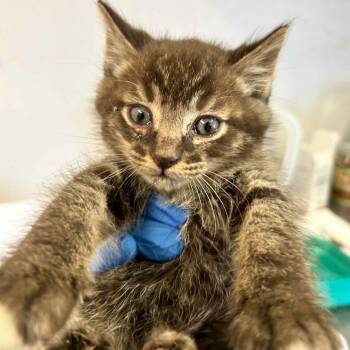 Rescue Domestic Short Hair Cats for Adoption in Eureka, California - Donkey | PetCurious