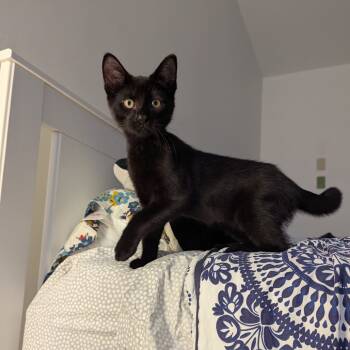 Rescue Domestic Medium Hair Cats for Adoption in Aspinwall, Pennsylvania - Nikolai | PetCurious