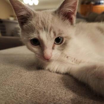 Rescue Domestic Short Hair Cats for Adoption in Danville, Illinois - Iris | PetCurious