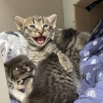 Graysen -  Domestic Short Hair Cat for Adoption in Webster, Texas - Graysen | PetCurious