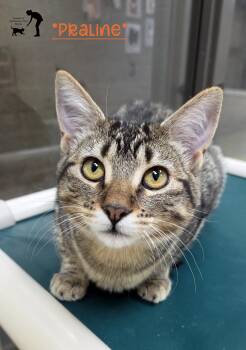 Rescue Domestic Short Hair Cats for Adoption in Centerville, Utah - Praline | PetCurious