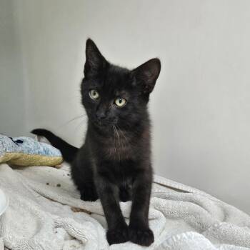 Gordon -  Domestic Short Hair Cat for Adoption in Ridgely, Maryland - Gordon | PetCurious