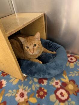 Domestic Short Hair Cats Available for Adoption in Blaine, Minnesota - Oreilly And Finley  | PetCurious