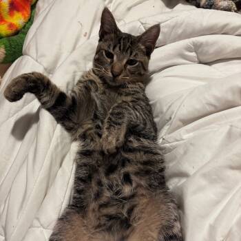 Rescue Domestic Short Hair Cats for Adoption in Houston, Texas - Victor | PetCurious