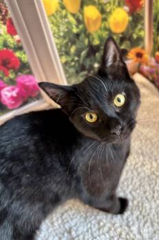 Domestic Short Hair Cats Available for Adoption in Cincinnati, Ohio - Licorice | PetCurious