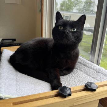 Domestic Short Hair Cats Available for Adoption in Salem, New Hampshire - Baby | PetCurious
