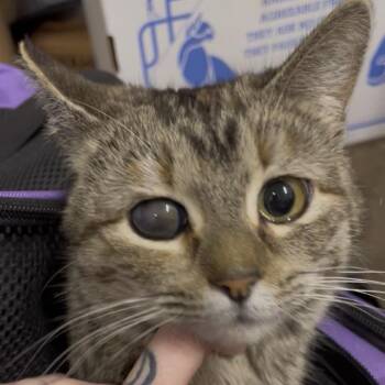 Domestic Short Hair Cats Available for Adoption - MaryJane | PetCurious