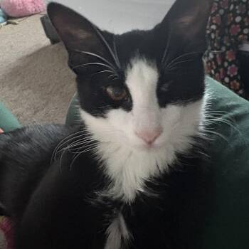 Polyphema -  American Shorthair Cat for Adoption in Albuquerque, New Mexico - Polyphema | PetCurious