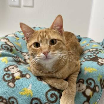 Rescue Domestic Short Hair Cats for Adoption in Spencer, Iowa - Vincent | PetCurious