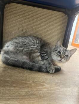 Lemon Drop -  Siamese Cat for Adoption in Corpus Christi, Texas - Lemon Drop | PetCurious