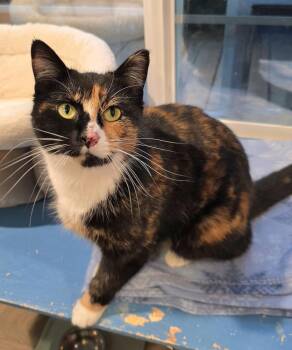 Domestic Short Hair Cats Available for Adoption - Joelene | PetCurious