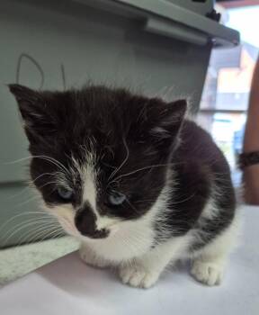 Annika -  Domestic Short Hair Cat for Adoption in Chattanooga, Tennessee - Annika | PetCurious