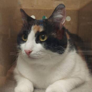 Liandra -  Domestic Short Hair Cat for Adoption in Reno, Nevada - Liandra | PetCurious
