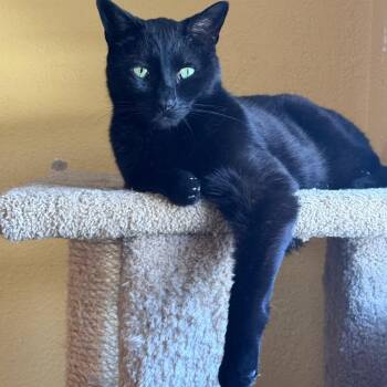 Domestic Short Hair Cats Available for Adoption in Fenton, Michigan - Blackie | PetCurious