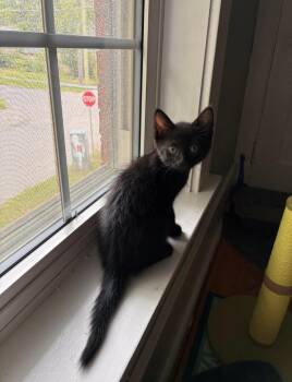 Merry -  Domestic Short Hair Cat for Adoption in Arthur, Ontario - Merry | PetCurious
