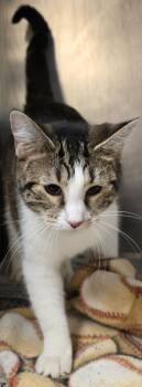 Domestic Short Hair Cats Available for Adoption in Murphysboro, Illinois - Carol | PetCurious