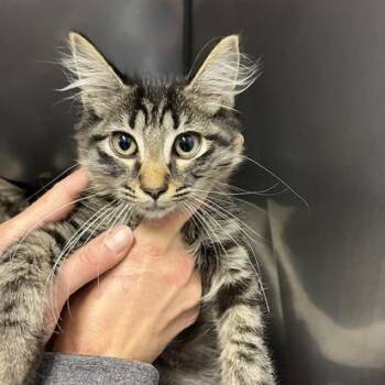 Mom Kit 3 -  Domestic Short Hair Cat for Adoption in Marble, North Carolina - Mom Kit 3 | PetCurious