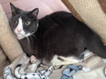 Domestic Short Hair Cats Available for Adoption in Hudson, New York - Roscoe | PetCurious