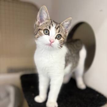 Rescue Domestic Short Hair Cats for Adoption in Helena, Alabama - Violin | PetCurious
