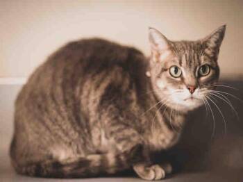 KITTY -  Domestic Short Hair Cat for Adoption in Santa Fe, New Mexico - KITTY | PetCurious