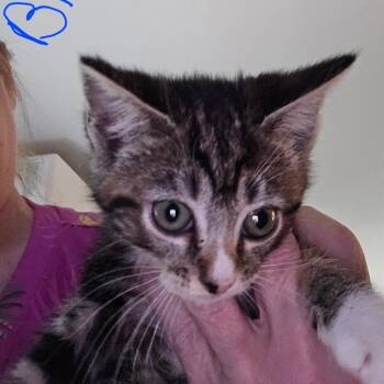 Blair (in Chestertown, MD) -  Domestic Short Hair Cat for Adoption - Blair (in Chestertown, MD) | PetCurious