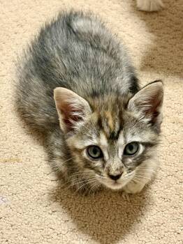 Anastasia -  British Longhair and Tortoiseshell Cat for Adoption - Anastasia | PetCurious