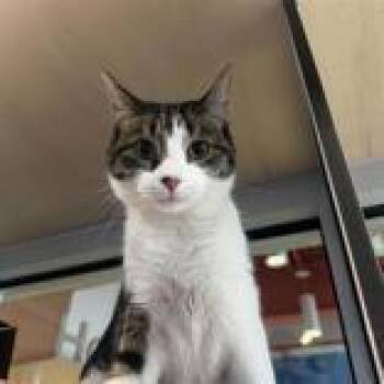 Domestic Short Hair Cats Available for Adoption in Hilliard, Ohio - Shaco | PetCurious