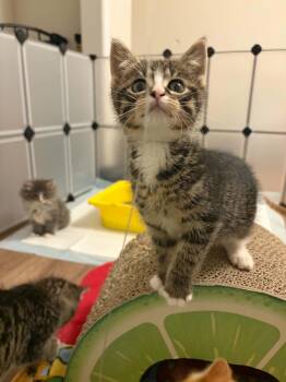 Domestic Short Hair Cats Available for Adoption - Vader | PetCurious