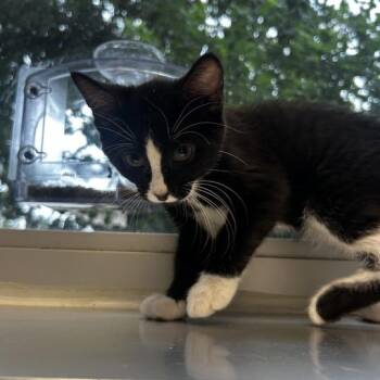 Penguinz -  Domestic Short Hair Cat for Adoption in Davenport, Iowa - Penguinz | PetCurious