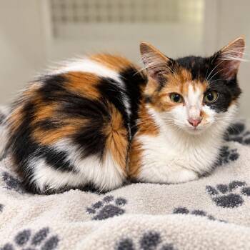 Neo -  Domestic Medium Hair Cat for Adoption in Austin, Texas - Neo | PetCurious