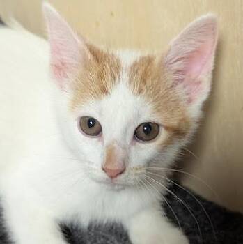 Marvin -  Tabby and Domestic Short Hair Cat for Adoption in Shippenville, Pennsylvania - Marvin | PetCurious