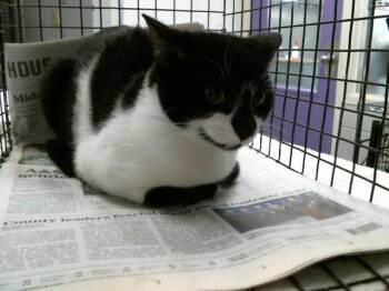 Domestic Short Hair Cats Available for Adoption in Houston, Texas - LEA | PetCurious