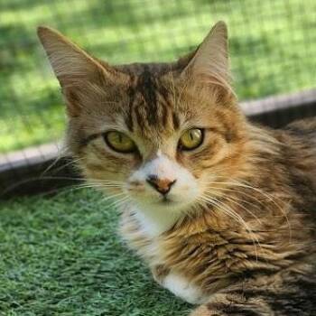 Maine Coon Cats Available for Adoption in Los Angeles, California - Bobby Biscuit (Yvette/Sheida) | PetCurious