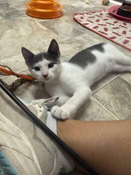 Sullivan -  Domestic Short Hair Cat for Adoption in Williamsburg, New Mexico - Sullivan | PetCurious
