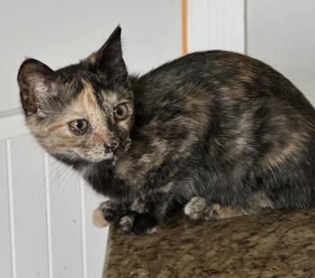 Caribou -  Domestic Short Hair Cat Available for Adoption in Panama City, Florida - Caribou | PetCurious