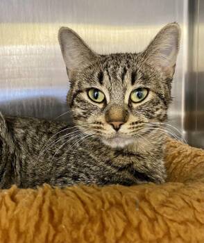 Serenity -  Domestic Short Hair and Tabby Cat for Adoption in Fargo, North Dakota - Serenity | PetCurious