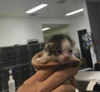 A1904512 -  Domestic Short Hair Cat for Adoption in Thousand Palms, California - A1904512 | PetCurious