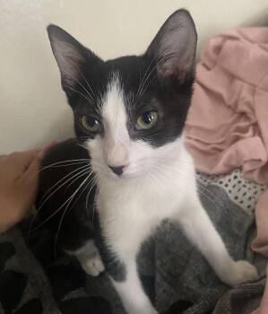 Rescue Domestic Short Hair Cats for Adoption - Clifton | PetCurious