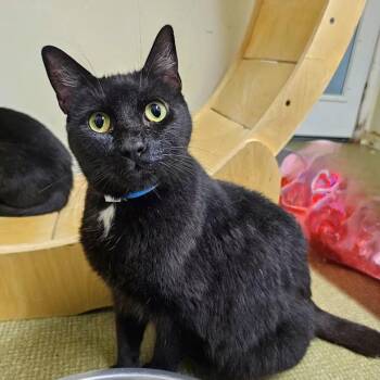 Domestic Short Hair Cats Available for Adoption in Milledgeville, Georgia - Flip  | PetCurious