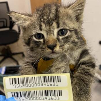 Sweet Potato -  Domestic Short Hair Cat for Adoption in Charleston, West Virginia - Sweet Potato | PetCurious