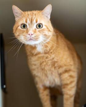 Peaches -  Domestic Short Hair Cat for Adoption in Pequot Lakes, Minnesota - Peaches | PetCurious