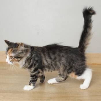 Rana C69927 -  Domestic Short Hair Cat for Adoption in Minnetonka, Minnesota - Rana C69927 | PetCurious