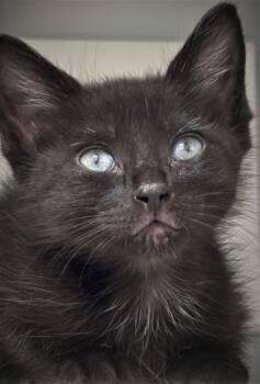 Rescue Domestic Short Hair Cats for Adoption in Cumming, Georgia - Cindy Lou Who 1479-25 | PetCurious