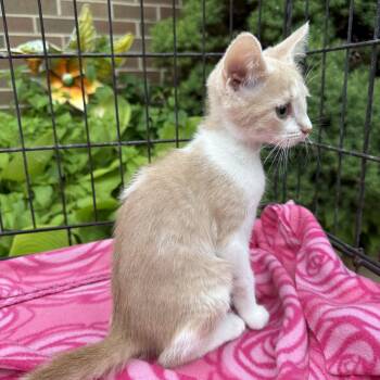 Rescue Domestic Short Hair Cats for Adoption in Atwater, Ohio - Ginger | PetCurious