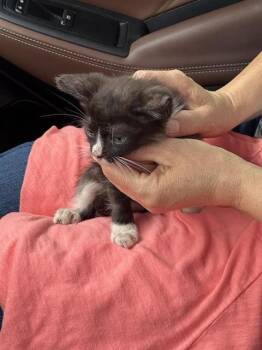 KODIAK -  Domestic Short Hair Cat for Adoption in San Antonio, Texas - KODIAK | PetCurious