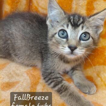 Fallbreeze -  Domestic Short Hair Cat for Adoption in New Tazewell, Tennessee - Fallbreeze | PetCurious